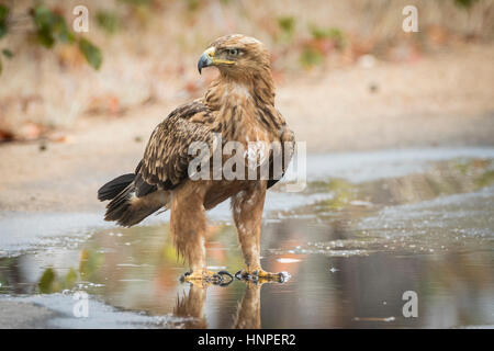 Tawny eagle (Aquila rapax), Kruger National Park, Republic of South Africa Stock Photo