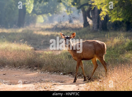 Sambar deer (Rusa unicolor) adult male buck standing in a forest ...