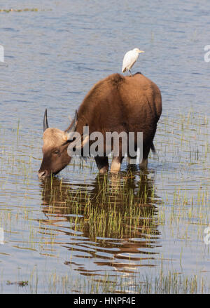 A Gaur ( Indian Bison ), Bos Gaurus,  and Cattle Egret, Tadoba National Park, India, Asia Stock Photo