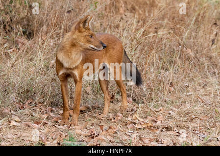 Adult Indian Wild Dog or Dhole, ( Cuon alpinus ), also known as the Asiatic Wild Dog, Tadoba National Park, India