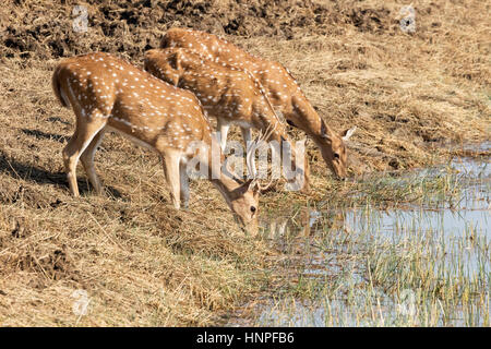 A male and two female Spotted Deer, otherwise known as Axis Deer or Chital ( Axis Axis ) drinking water, Tadoba National Park, India Stock Photo