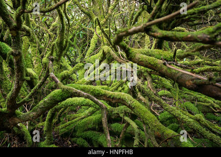 The gree hell. Mossy roots and trunks in deep forest. Stock Photo