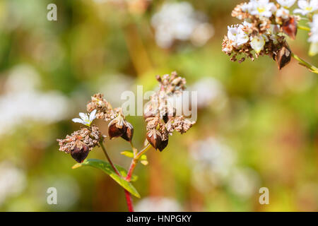 Macro photo of flower buckwheat with selective focus. Buckwheat plant. Natural background. Buckwheat blossom Stock Photo