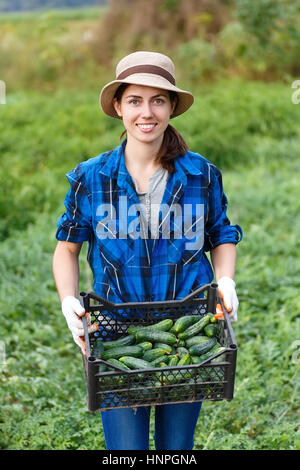 Gardener with freshly harvested cucumbers in garden Stock Photo