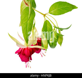 beautiful blooming hanging twig in shades of bright red fuchsia flower is isolated on white background, close up, Mood Indigo Stock Photo