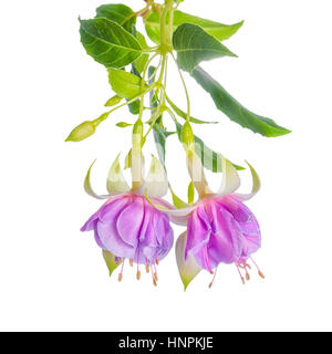 beautiful blooming hanging twig of gentle lilac fuchsia flower is isolated on white background, close up, Hollys Beauty Stock Photo