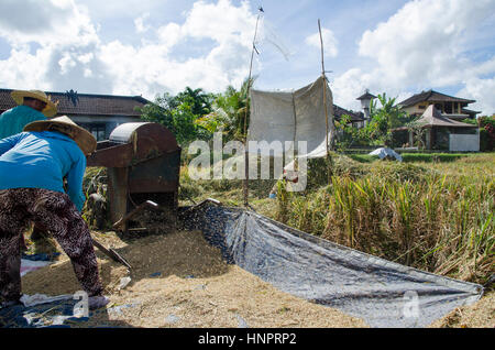 Farmer gathering rice in traditional way. Ubud, Bali Indonesia Stock Photo