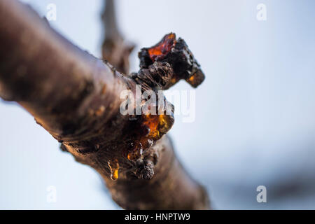 Amber on a cherry tree Stock Photo