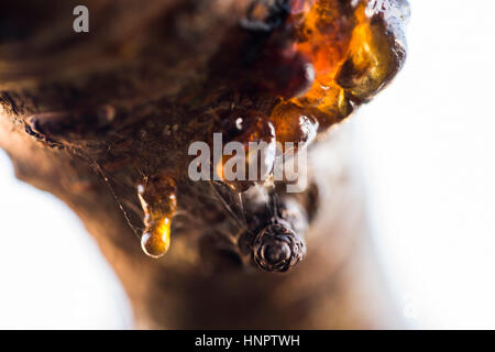 Amber on a cherry tree Stock Photo
