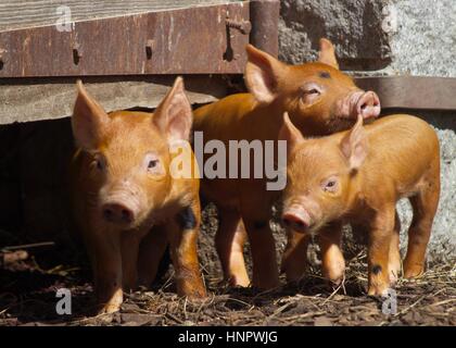 Three little piglets standing in a farmyard. Stock Photo