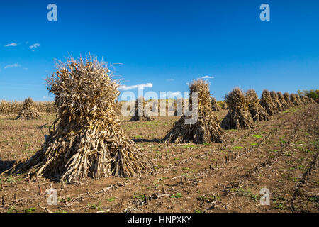 Corn shocks in a field in Coshocton County, Ohio, USA. Stock Photo