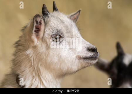 Young pygmy goat kid. Yorkshire, UK. Stock Photo