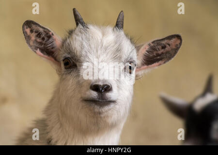 Young pygmy goat kid. Yorkshire, UK. Stock Photo