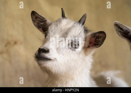 Young pygmy goat kid. Yorkshire, UK. Stock Photo