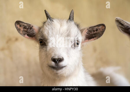 Young pygmy goat kid. Yorkshire, UK. Stock Photo