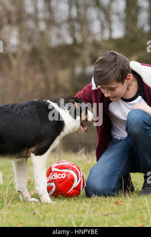 Teenage boy stroking a border collie sheepdog in field. North Yorkshire, UK. Stock Photo
