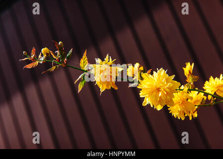 yellow flowers blossom in spring time. Stock Photo