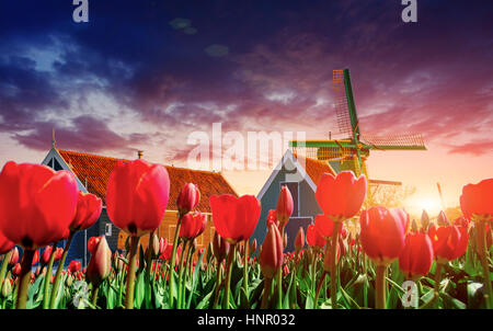 magical landscape of tulips and windmills in the Netherlands Stock Photo