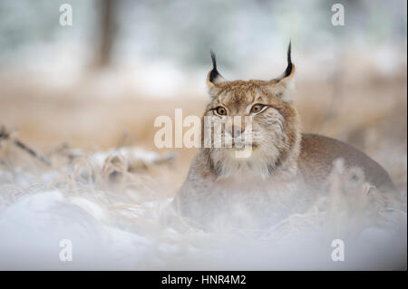 Eurasian lynx lying on ground in winter time. Yellow grass in cold freeze time Stock Photo