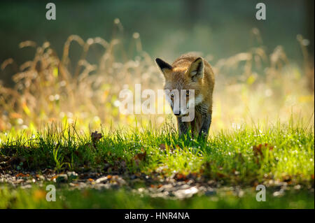 Red fox walking from front view in autumn backlight in colorfull green and yello grass Stock Photo
