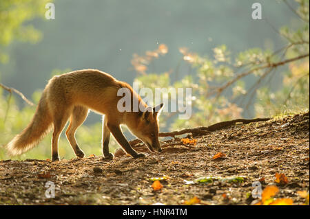 Sniffing red fox in beauty autumn backlight from side view Stock Photo