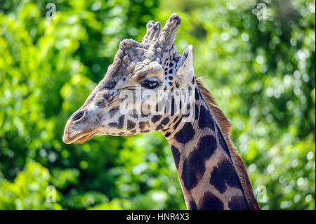 Giraffe head with neck isolated on green background Stock Photo