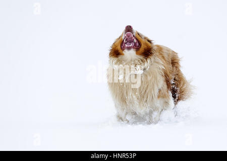 Barking australian shepherd on the snow field in winter Stock Photo