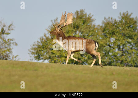 Fallow deer on green grass with trees in background Stock Photo
