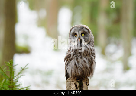 Great grey owl in the winter forest Stock Photo