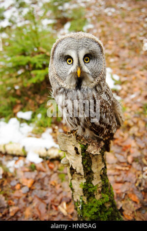 Great grey owl in the winter forest Stock Photo