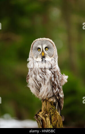 Great grey owl in the winter forest Stock Photo