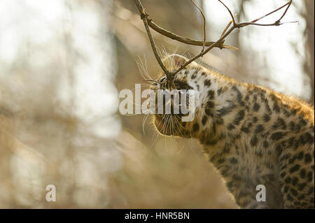 Amur leopard cub in game and bite tree branch Stock Photo