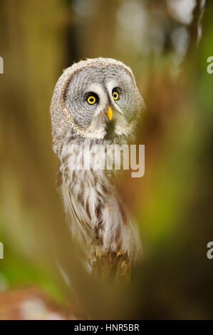 Great grey owl in the winter forest Stock Photo