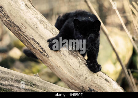 Staring black amur leopard cub on the tree when hunts Stock Photo