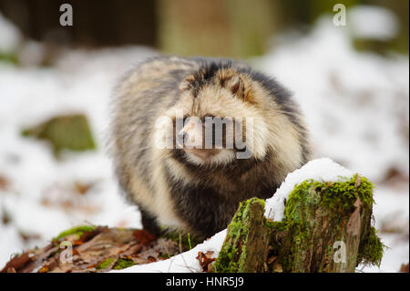 Raccoon dog walking in the winter forest Stock Photo