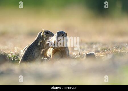 European ground squirrel standing in the yellow grass Stock Photo