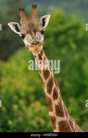 Giraffe head with neck isolated on green background Stock Photo