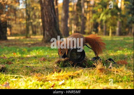 Red squirrel on climbing on the ground lying camera Stock Photo