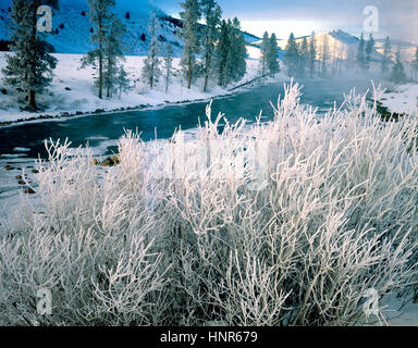 Icy trees along the Main Fork of the Salmon River, Idaho    Sawtooth Mountains Stock Photo