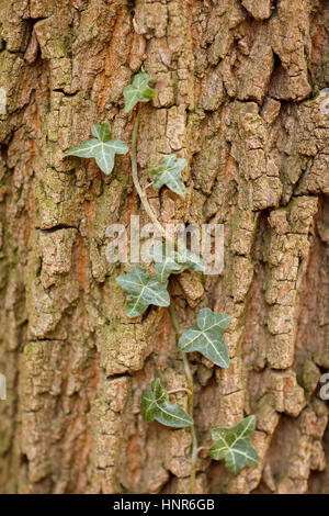 Ivy growing up a tree trunk Stock Photo