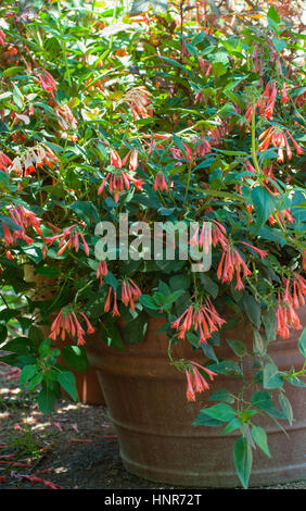 Fuchsia flowers drooping Stock Photo: 148687671 - Alamy