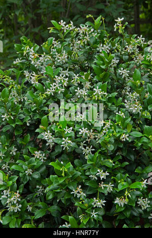 Trachelospermum jasminoides,  star jasmine, confederate jasmine