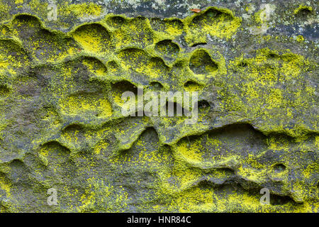 Sulphur dust lichen / greenish gold dust lichen (Chrysothrix chlorina) on sandstone rock Stock Photo