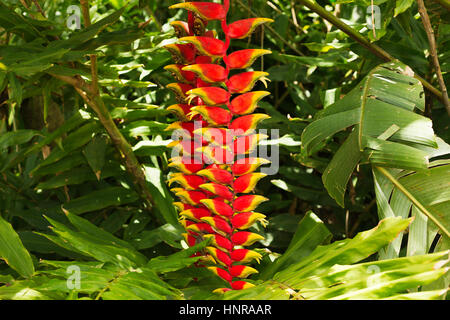 Red Heliconia Flower in natural environment, Brazil Stock Photo