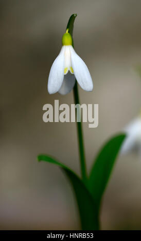 Galanthus woronowii Elizabeth Harrison, yellow, snowdrop, snowdrops, spring, flower, flowers, flowering, walled garden, RM Floral Stock Photo