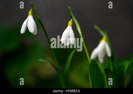 Galanthus woronowii Elizabeth Harrison, yellow, snowdrop, snowdrops, spring, flower, flowers, flowering, walled garden, RM Floral Stock Photo