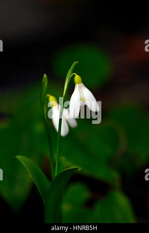 Galanthus woronowii Elizabeth Harrison, yellow, snowdrop, snowdrops, spring, flower, flowers, flowering, walled garden, RM Floral Stock Photo