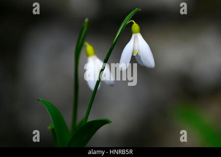 Galanthus woronowii Elizabeth Harrison, yellow, snowdrop, snowdrops, spring, flower, flowers, flowering, walled garden, RM Floral Stock Photo