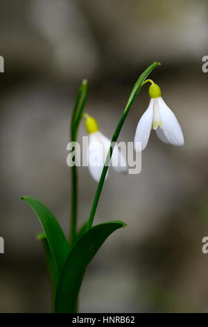 Galanthus woronowii Elizabeth Harrison, yellow, snowdrop, snowdrops, spring, flower, flowers, flowering, walled garden, RM Floral Stock Photo