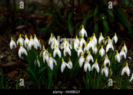 Galanthus nivalis Sandersii, Lutescens, yellow, snowdrops,  snowdrop, rare, spring, flower, flowers, flowering, clump, Primrose Hill, Lucan, RM Floral Stock Photo